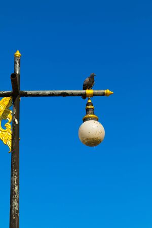 Pigeons on lamp postの写真素材