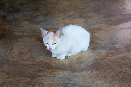 Lovely little catの写真素材