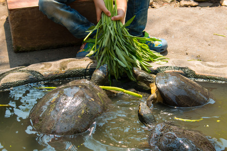 Turtles sunning at the pond,Freshwater turtlesの写真素材