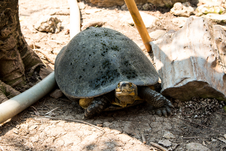 Turtles sunning at the pond,Freshwater turtlesの写真素材