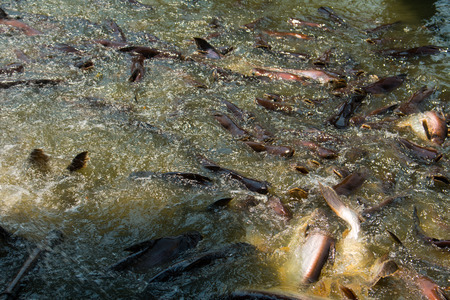 Many fish on river ,Pangasianodon hypophthalmusの写真素材