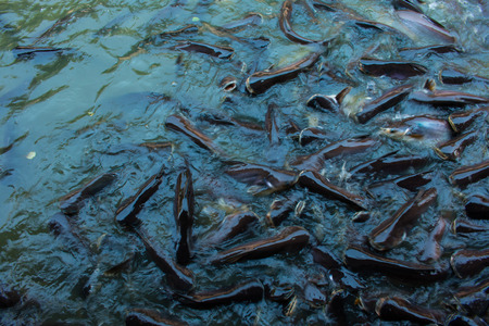 Many fish on river ,Pangasianodon hypophthalmusの写真素材