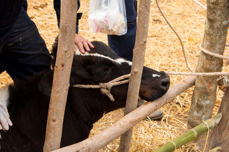 Line of Black and white , milk cow in a farm Thailand,focusの写真素材