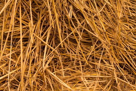 Piles of straw, detail of piled straw for animal feedの写真素材