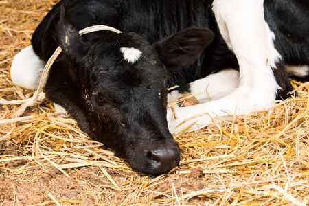 Line of Black and white , milk cow in a farm Thailand,focusの写真素材