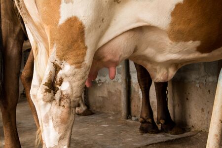 Line of Black and white , milk cow in a farm Thailand,focusの写真素材