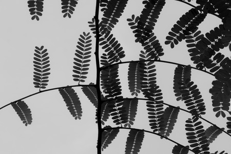 tamarind leaves,green leaves and branchesの写真素材