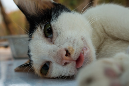 Veterinary surgeon neutering a catの写真素材