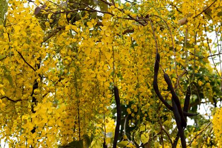Cassia Fistula, beautiful Yellow Thai flower backgroundの写真素材