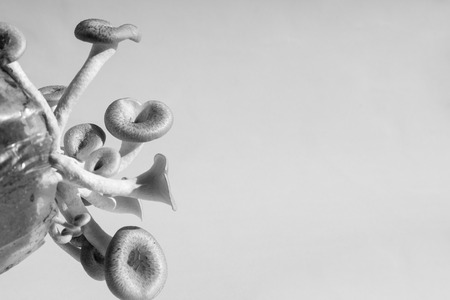 Mushroom white background,Lentinus squarrosulus Montの写真素材
