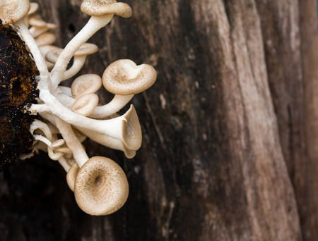 Mushroom white background,Lentinus squarrosulus Montの写真素材