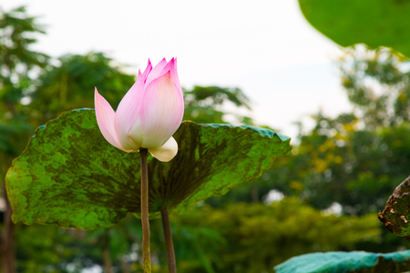 Lotus flower in pondの写真素材