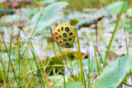 Lotus seed in podの写真素材