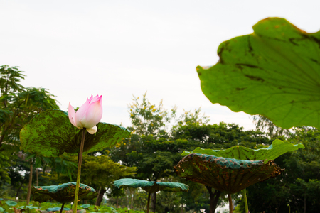 Lotus flower in pondの写真素材