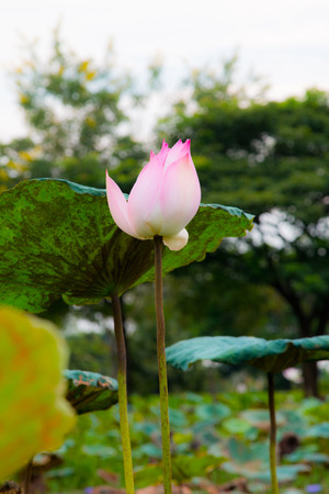Lotus flower in pondの写真素材
