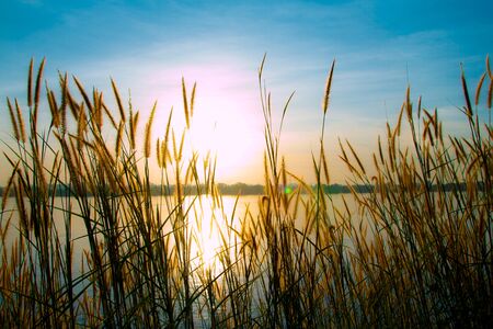 Sunset Landscape Scene With Tall Grass