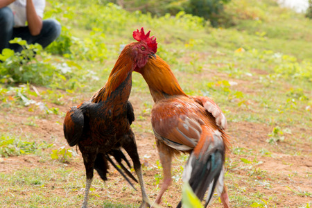 Sport popular gamecock fighting in Thailandの写真素材