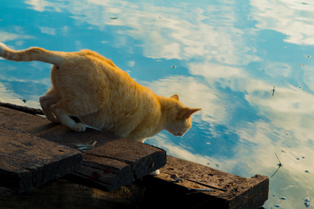 Cat playing the Waterfrontの写真素材