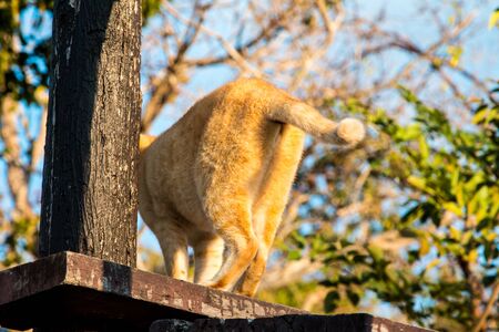 Cats that live in the park's nature.の写真素材