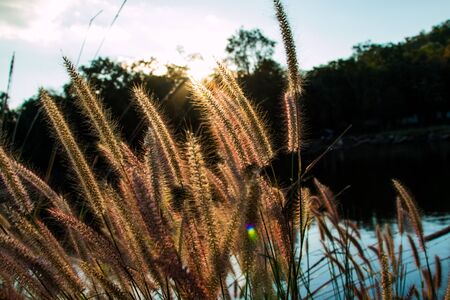 Sunset light over grassの写真素材