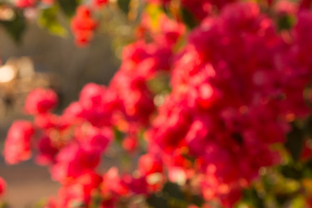 Lesser bougainvillea (Bougainvillea glabra), bougainvillea flowers in garden, close-up,  viewの写真素材