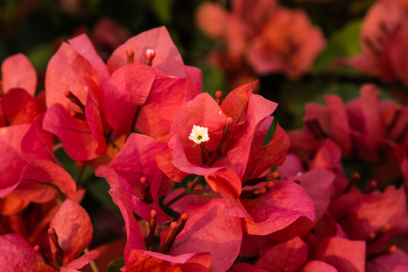 Lesser bougainvillea (Bougainvillea glabra), bougainvillea flowers in garden, close-up,  viewの写真素材