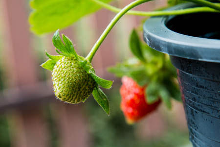 Strawberry berries fresh from the tree.の写真素材