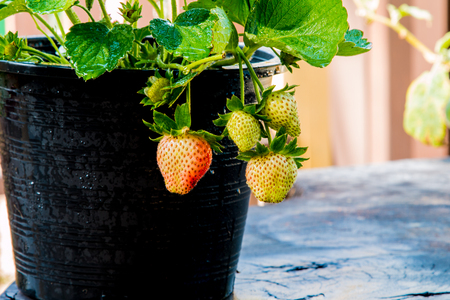 Strawberry berries fresh from the tree.の写真素材
