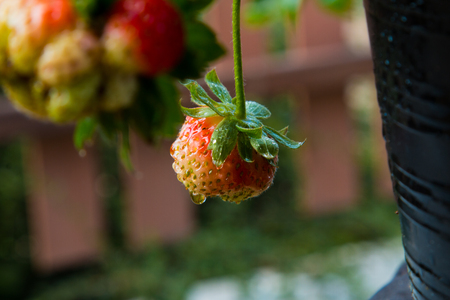 Strawberry berries fresh from the tree.の写真素材