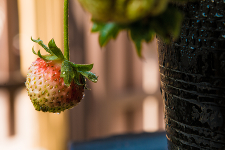 Strawberry berries fresh from the tree.の写真素材