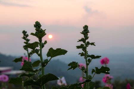Beautiful flowers backgroundの写真素材