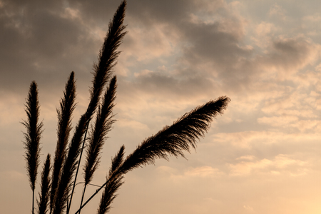 Sugar cane flower Sunrise,Beauty blue sky and clouds in daytime in Thailandの写真素材