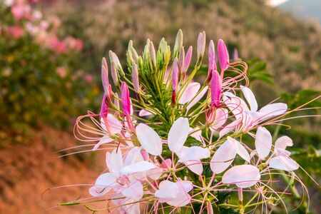Beautiful flowers backgroundの写真素材