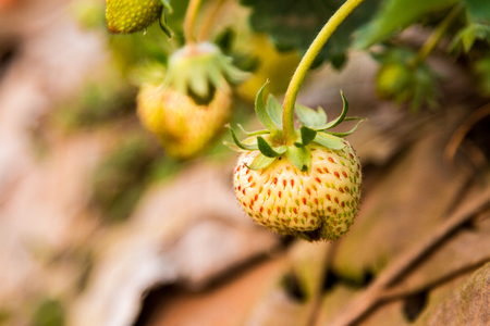 Strawberry berries fresh from the tree.の写真素材