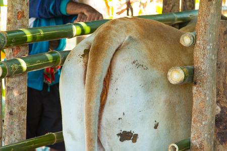 cows in thailand,artificial insemination fertilization at agriculture reproduction farmingの写真素材