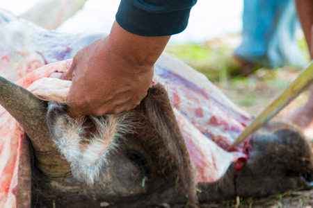Necropsy cow disease diagnosisの写真素材