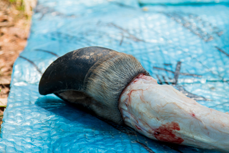 Necropsy cow disease diagnosisの写真素材