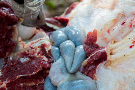 Necropsy cow disease diagnosisの写真素材