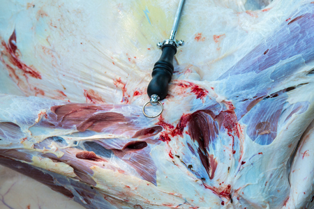 Necropsy cow disease diagnosis