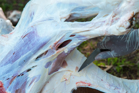 Necropsy cow disease diagnosisの写真素材