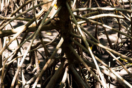 mangrove  forest inThailandの写真素材