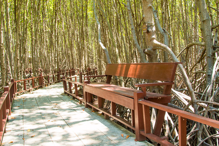 Wood seat cement Bridge along the mangrove forestの写真素材