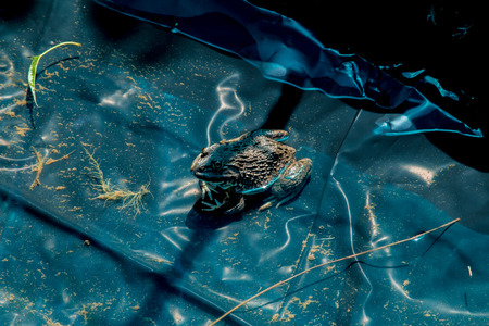 green frog Pelophylax esculentus in a Pond closeupの写真素材