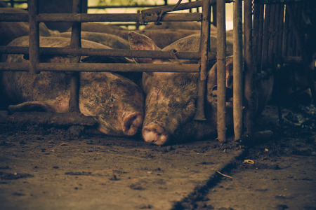 Pig is in old and dirty iron stalls.