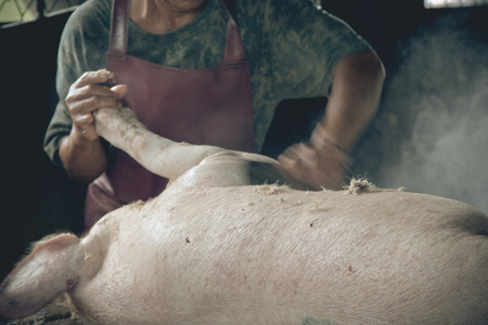 Swine slaughterhouse uses hot water for swine breeding in Thailand.の写真素材