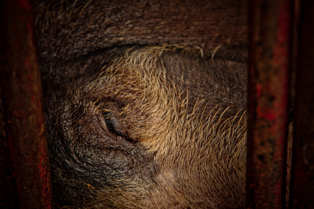 Pig is in old and dirty iron stalls.の写真素材