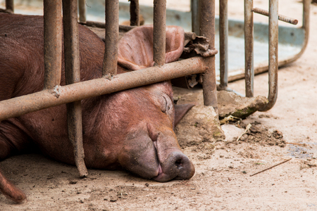 Pig is in old and dirty iron stalls.の写真素材