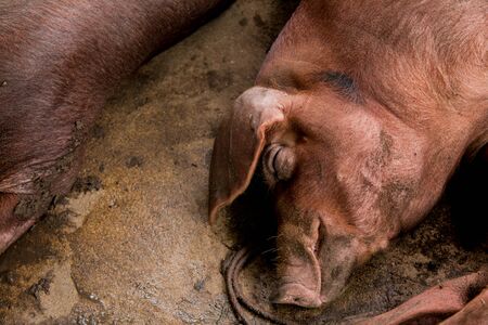 Sleeping pigs in a stableの写真素材