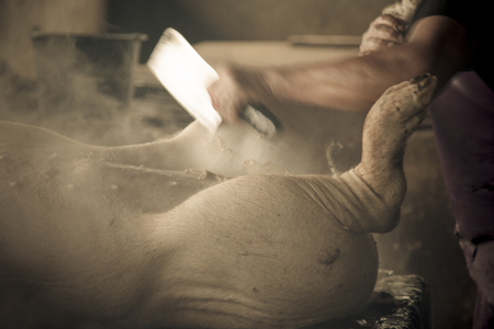 Swine slaughterhouse uses hot water for swine breeding in Thailand.の写真素材