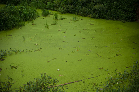 waste pond and green algae.の写真素材